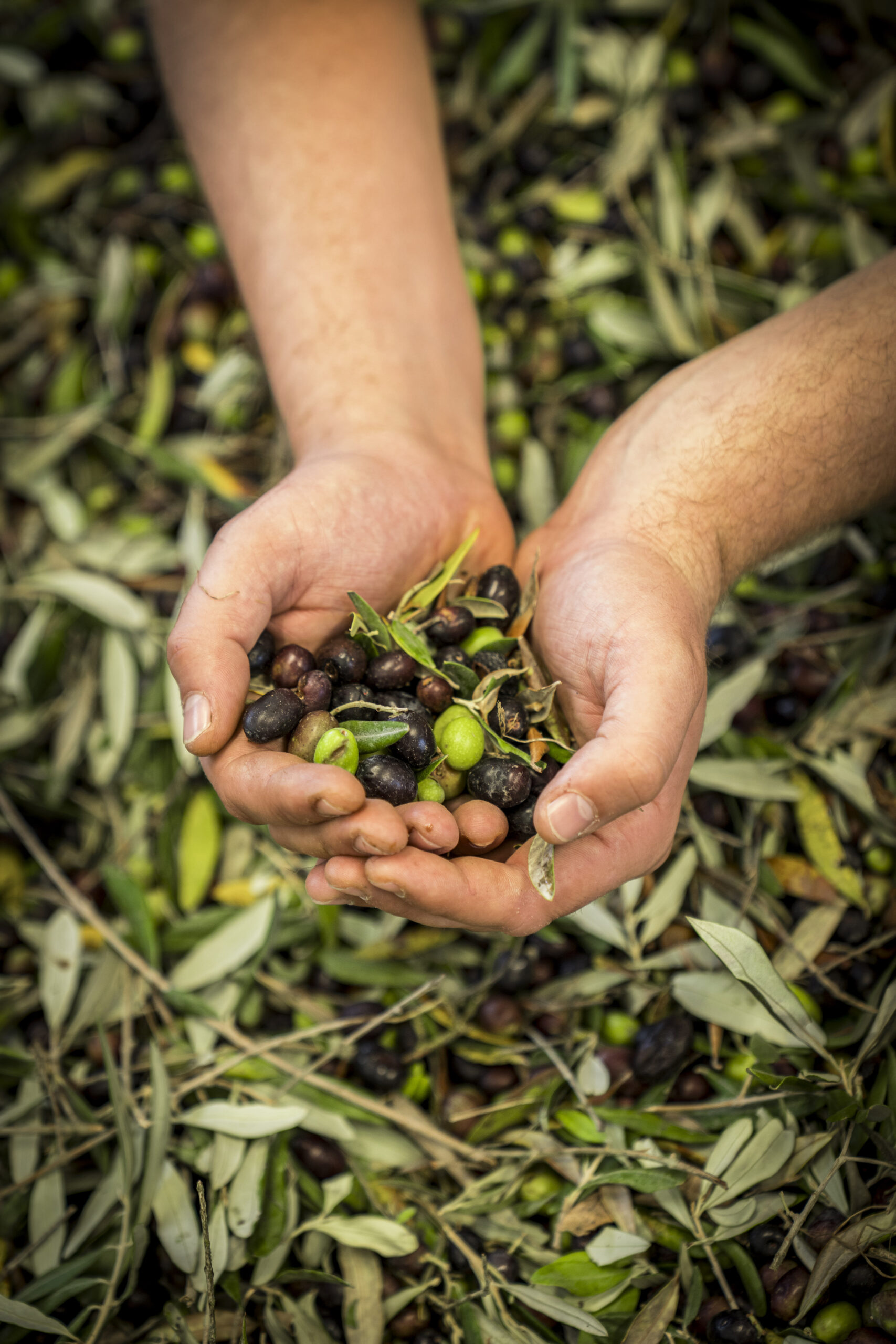 Olive Harvest Experience
