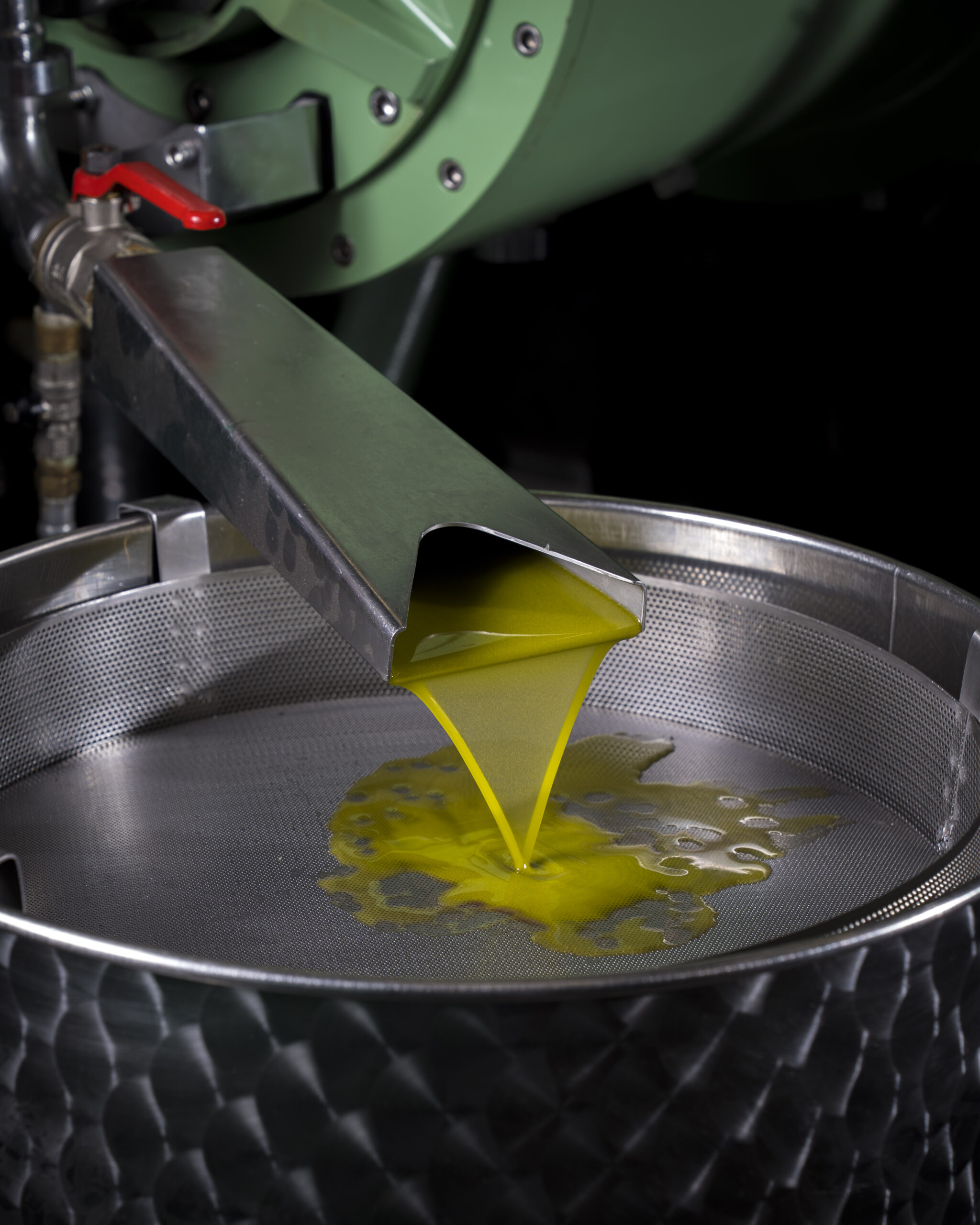 Olive Harvest Experience - Image 6