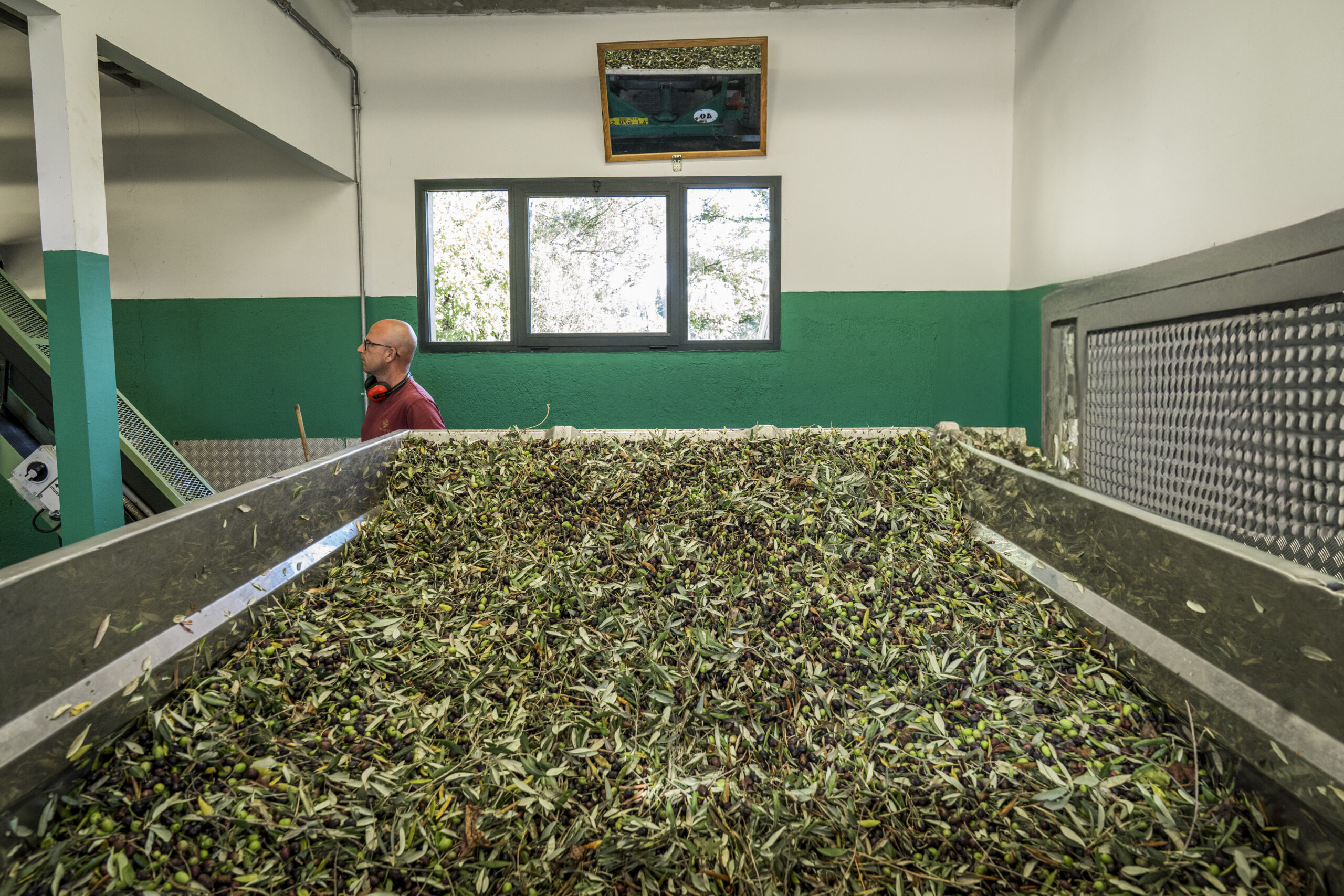 Olive Harvest Experience - Image 4