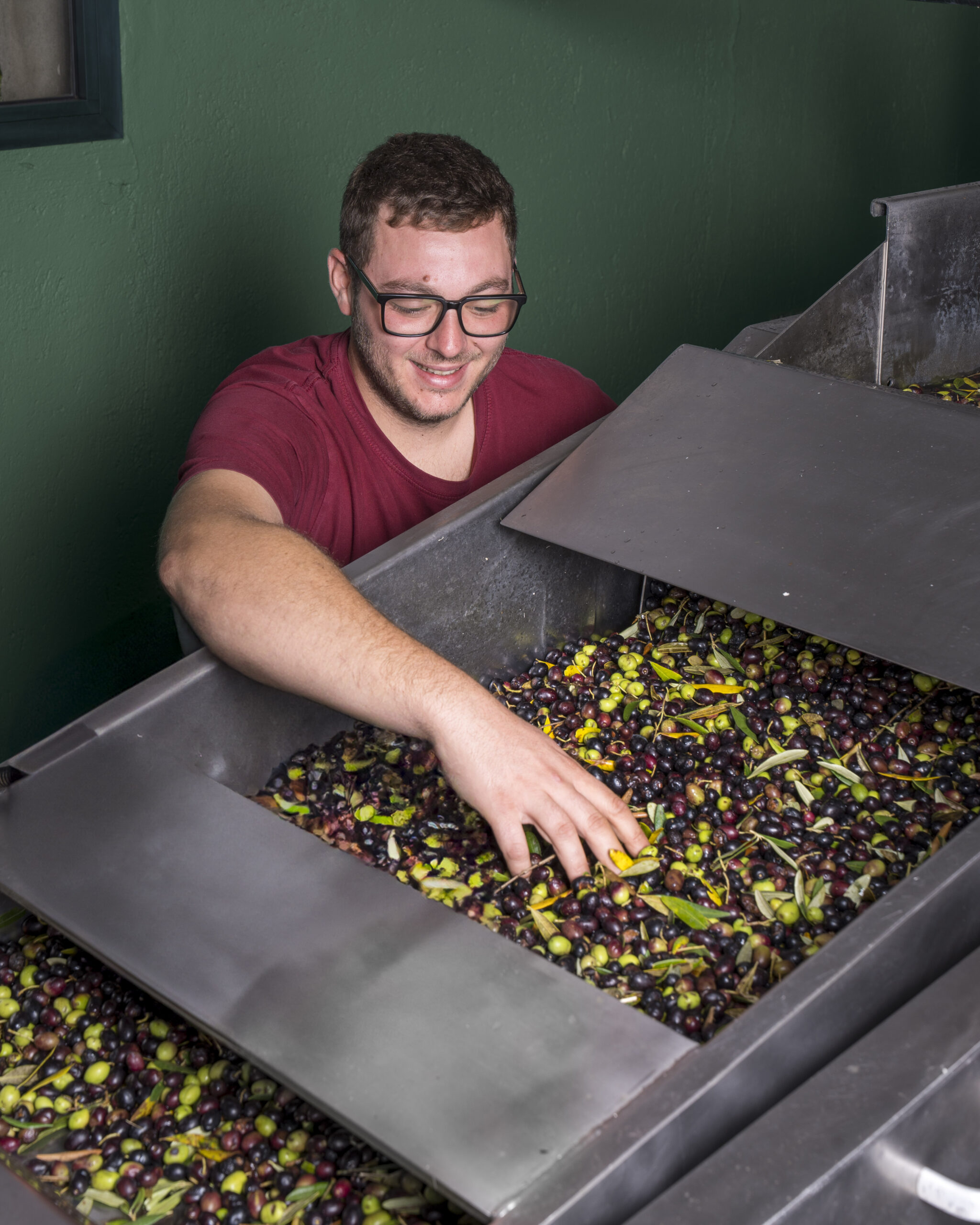 Olive Harvest Experience - Image 2