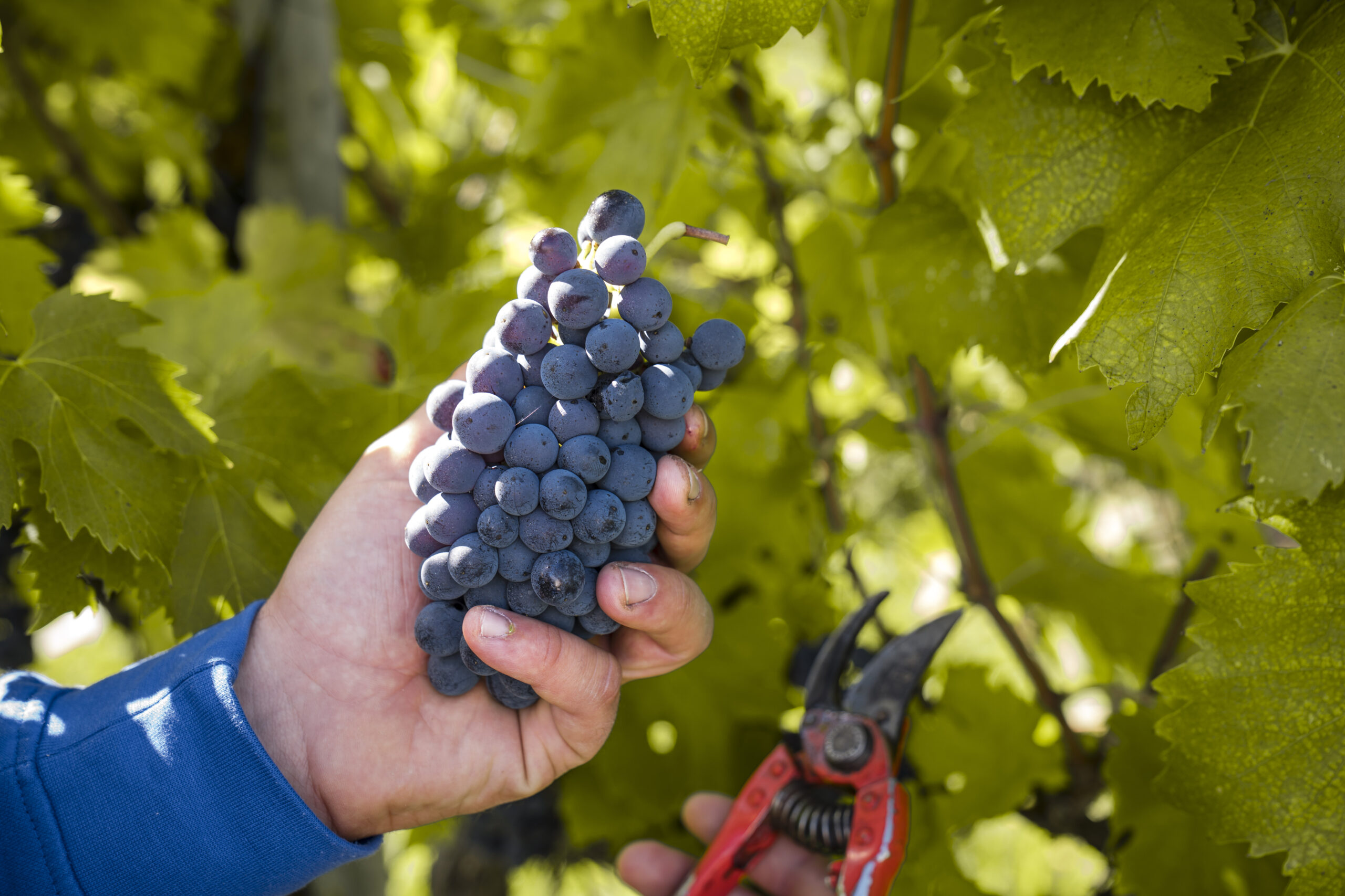 “Ad Hoc di San Gimignano” Wine Tasting - Image 3