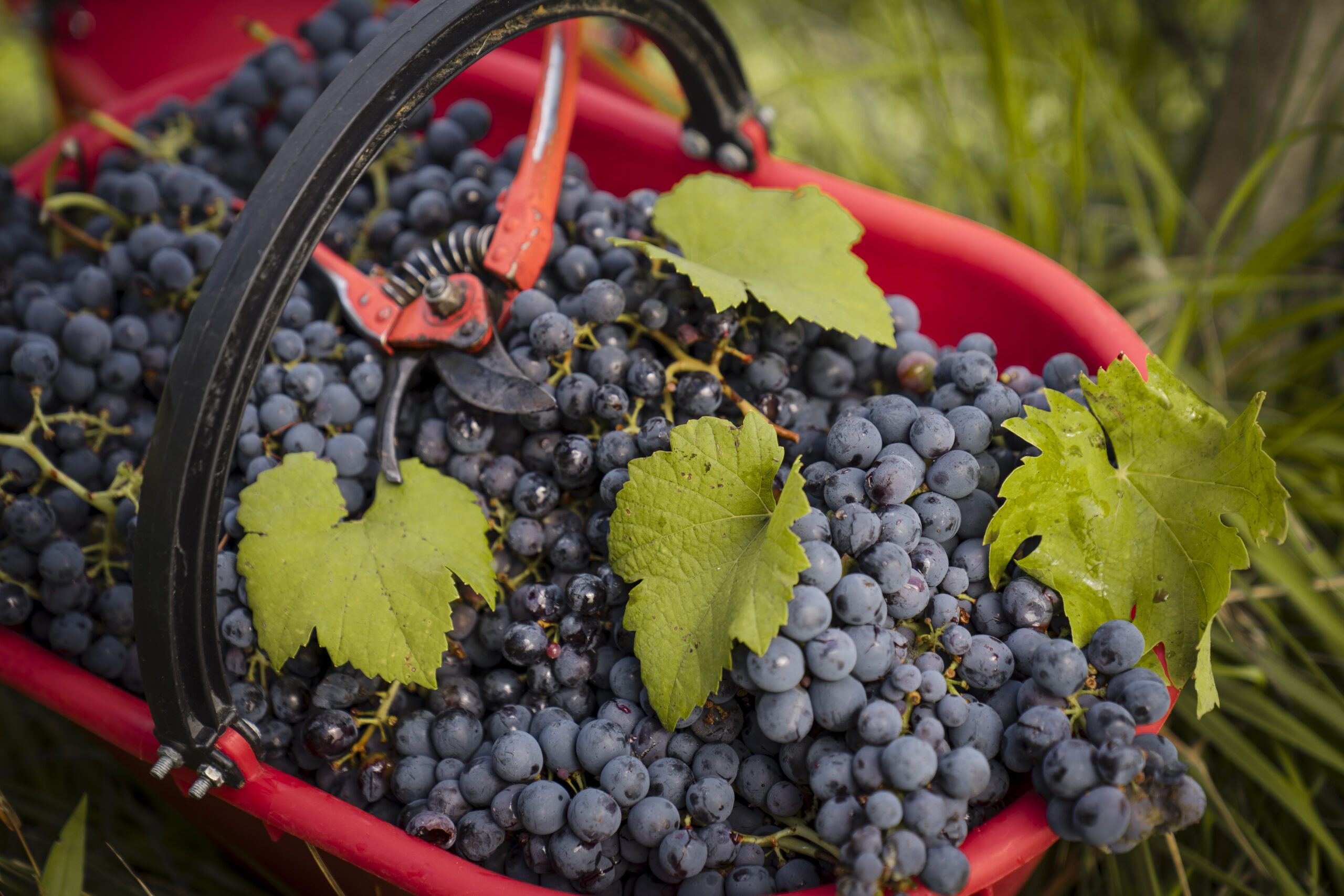 “Ad Hoc di San Gimignano” Wine Tasting - Image 4