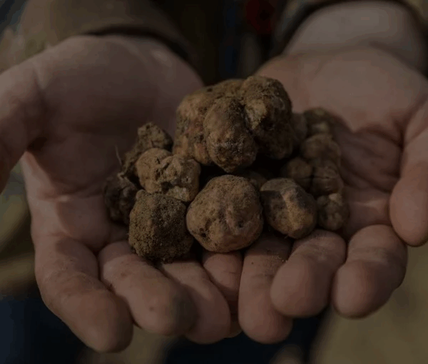 Truffle Hunt & Wine Lunch